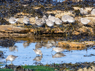 Knot wading birds on the coast
