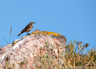 Rock Pipit (Anthus petrosus) - Ireland's Eye's Coastal Charmer