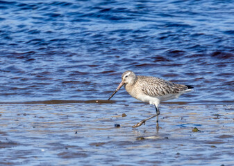 Bar tailed godwit wading bird on the shore line in the water