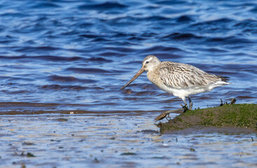 Bar tailed godwit wading bird on the shore line in the water