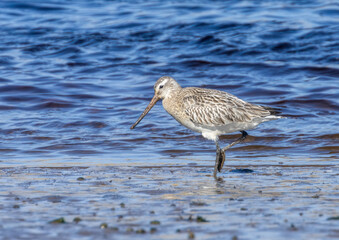 Bar tailed godwit wading bird on the shore line in the water