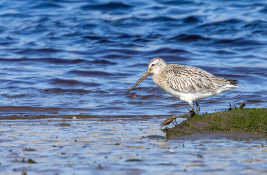 Bar tailed godwit wading bird on the shore line in the water