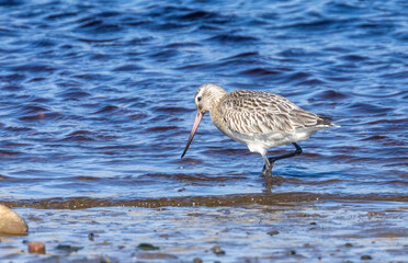 Bar tailed godwit wading bird on the shore line in the water