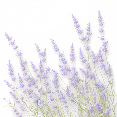 Bright and Fresh Sprigs of Lavender Flowers for Advertisement Use