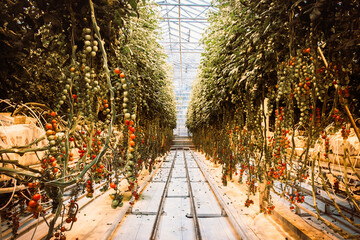 South Iceland-2nd march, 2023: tomato plants and paths in Fridheimar-visitors friendly tomato farm greenhouse.Icelandic vegetable fresh produce and Agriculture business in Iceland - Powered by Adobe
