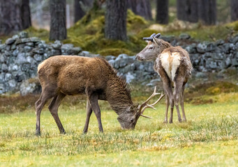 Two. young red deer stags grazing in a field