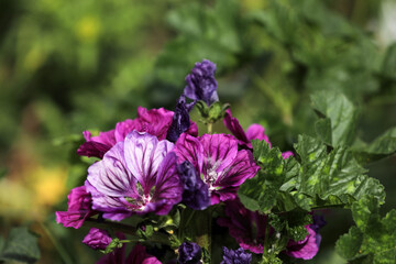 Blooming mallow on the side of the road