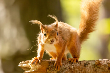 Cute little scottish red squirrel in the forest