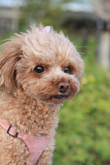 桜の花びらを付けたトイ・プードル