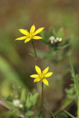 Small spring first flower in the grass. Wild flowers outdoor in nature
