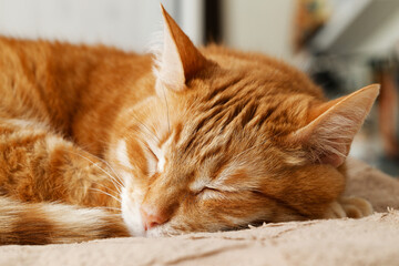 Closeup ginger cat lying on the bed and sleep. Shallow focus.