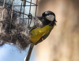 Great tit gathering hair as nesting materials during breeding season