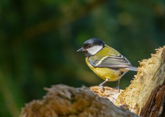 Great tit bird perched on wood in the sunshine 