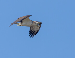 Osprey soaring through the blue sky hunting
