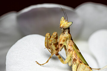 A praying asian flower mantis 