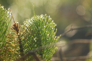 drops of dew on the grass