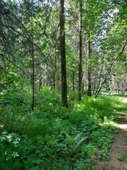 Obraz premium footpath in the forest