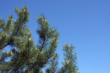 Top of pine tree branches with young green sprouts against clear cloudless blue sky
