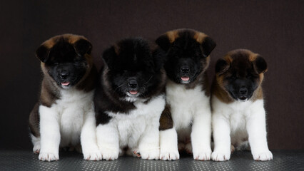 puppies of dog
