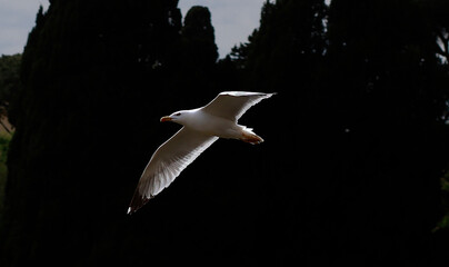 Seagull in flight with spread wings, trees in the background.