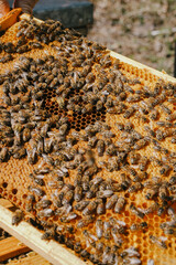 A close-up view into the busy world of bees on a hive frame, where the dance of pollination and...