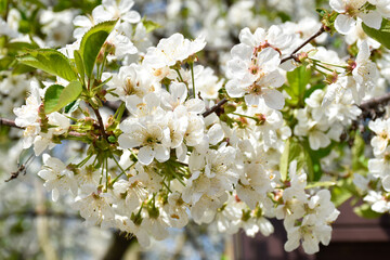 Cherry blossoms, white fragrant flowers, blooming flowering tree branch in spring garden, warm sunny day, countryside.