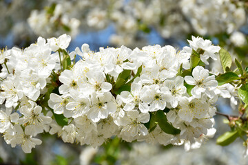 Cherry blossoms, white fragrant flowers, blooming flowering tree branch in spring garden, warm...