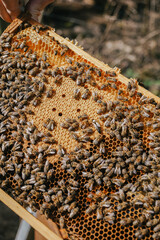 A beekeeper's frame teeming with honeybees diligently working on honeycombs, a testament to the intricate world of beekeeping