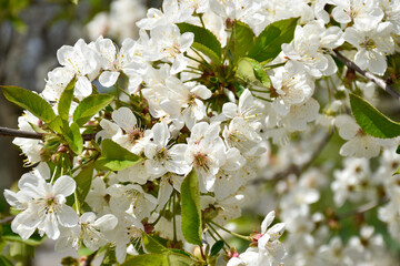Cherry blossoms, white fragrant flowers, blooming flowering tree branch in spring garden, warm...