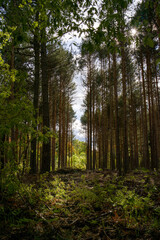 path in the forest