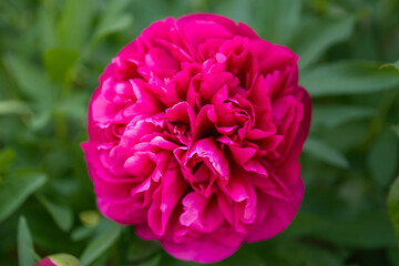 pink and yellow tulip