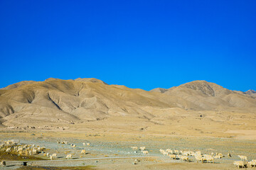 Yongtai Ancient Town, Baiyin City, Gansu Province-Sheep under the blue sky