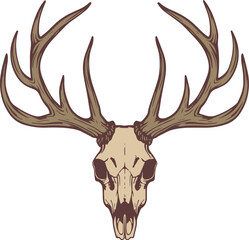 Illustration of the deer skull.