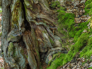 Sehr alte Eiche hohl und knorrig im Wald, Dammelsberg Marbach,