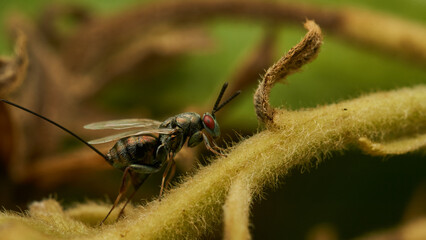 Full profile details of a fly with red eyes