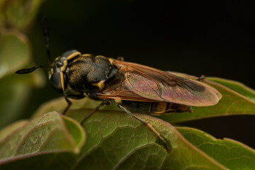 Black and yellow insect, Fly Sierra del Sen del Campo Adurgoa gonagra