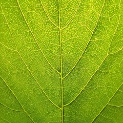 Leaf. A leaf of a tree.  Leaf veins. Nervation of the plant. Leaf venation. Nervation of the leaf.