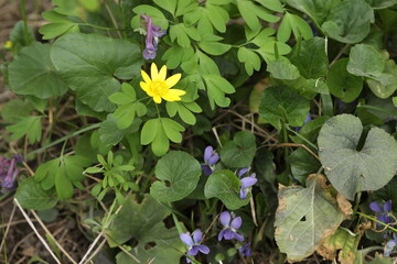 Green backgound with bright yellow caltha flowers