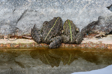 Green water frog nearly the water. Pond with frogs