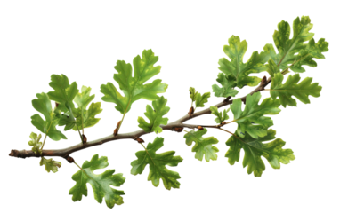 Green oak branch with leaves isolated on white or transparent background