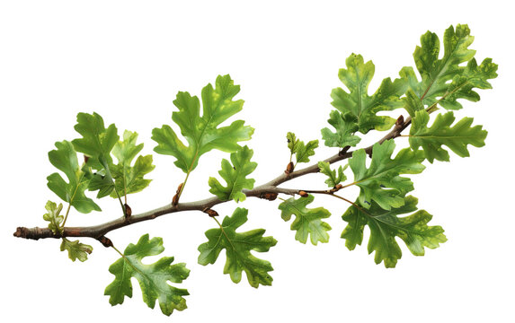 Green oak branch with leaves isolated on white or transparent background