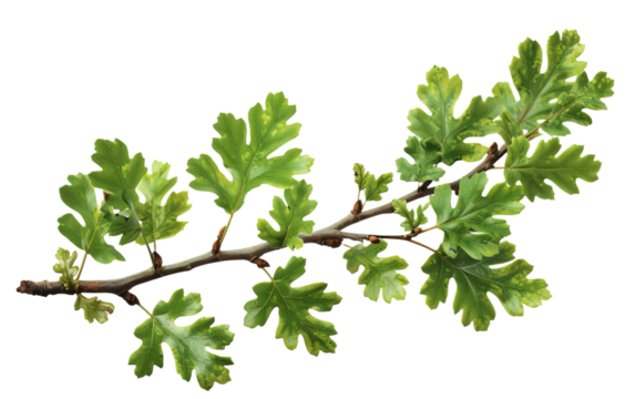 Green oak branch with leaves isolated on white or transparent background