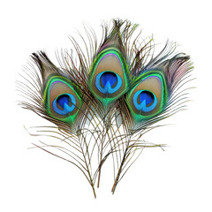 Obraz premium Iridescent peacock feathers teal blue and emerald isolated on white or transparent background