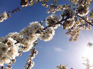 Branches of blossoming cherry macro with soft focus on light blue sky background. Beautiful floral spring abstract background. Cherry tree in bloom, blue sky at daytime