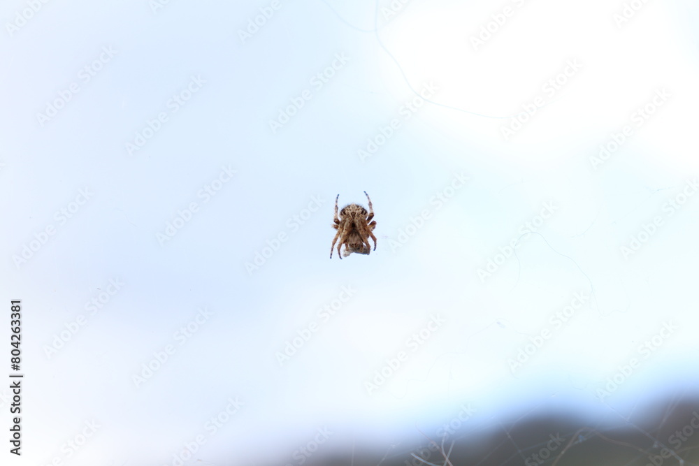 Wall mural spider on the web