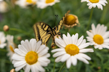 Schwalbenschwanz Schmetterling auf Blume