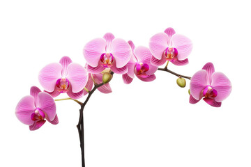 Dances of Pink Petals. On a White or Clear Surface PNG Transparent Background.