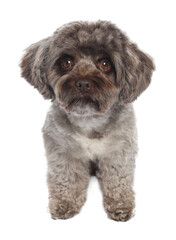 Cute Maltipoo dog on white background. Lovely pet