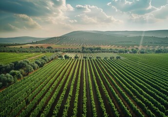 Fototapeta premium Aerial drone captures stunning agricultural plantations: vegetable fields, vineyards, olive trees, soybeans - massive eco-friendly food production