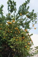 A vibrant lemon tree, heavy with ripe yellow lemons, standing tall against a rustic white house backdrop